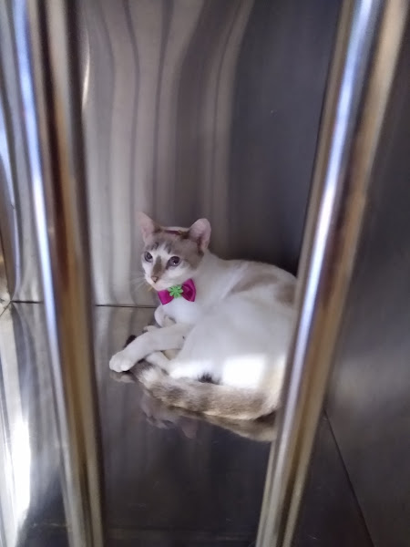 Foto 1 Petzando PetShop