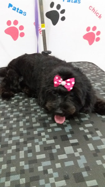 Foto 1 Pet Shop Patas Chick