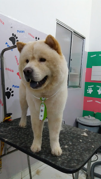 Foto 2 Pet Shop Patas Chick