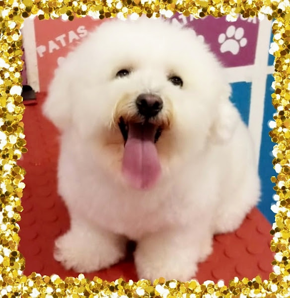 Foto 3 Pet Shop Patas Chick