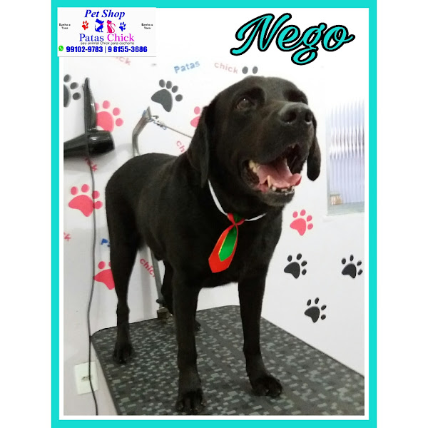 Foto 4 Pet Shop Patas Chick