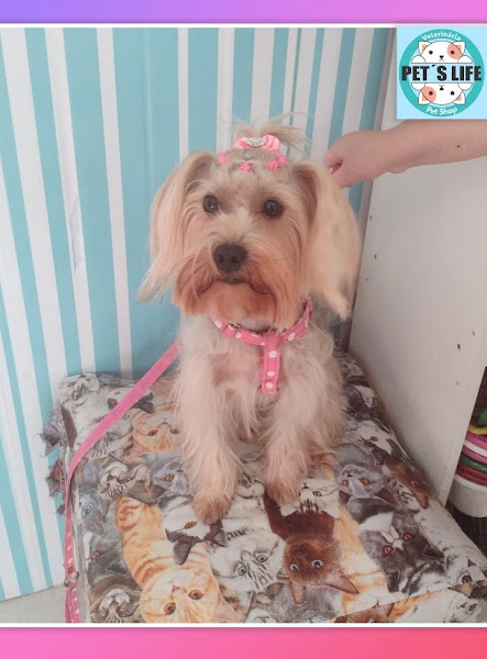 Foto 3 Pet’s life Manaus