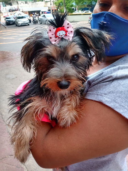 Foto 5 Casa dos Cães