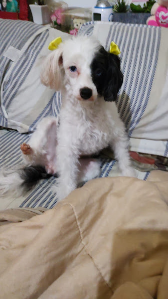 Foto 2 Casa dos Animais - Petrópolis