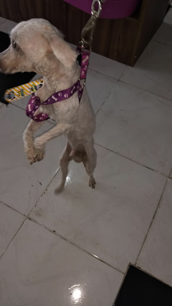 Foto 4 Casa dos Animais - Petrópolis