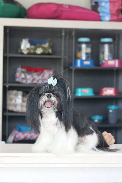 Foto 1 Lady Pet Store