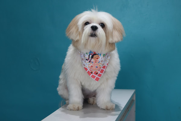 Foto 2 Lady Pet Store