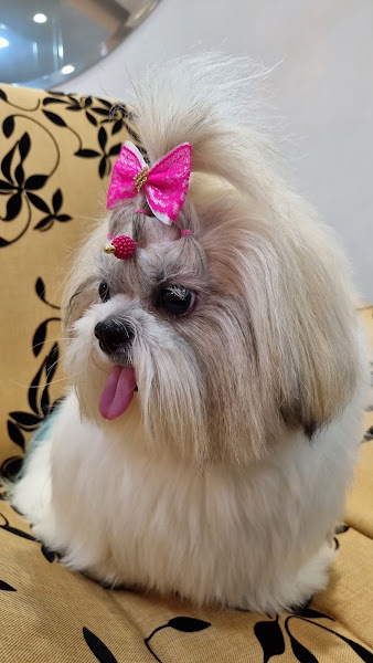 Foto 1 The Dogs Pet Store