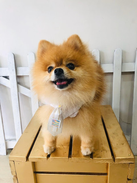 Pet Nativo Pet Nativo