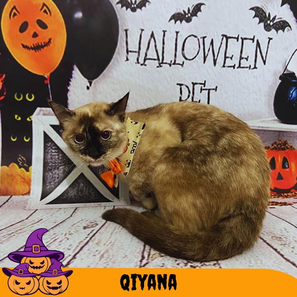 Foto 3 Loupet's Pet Shop