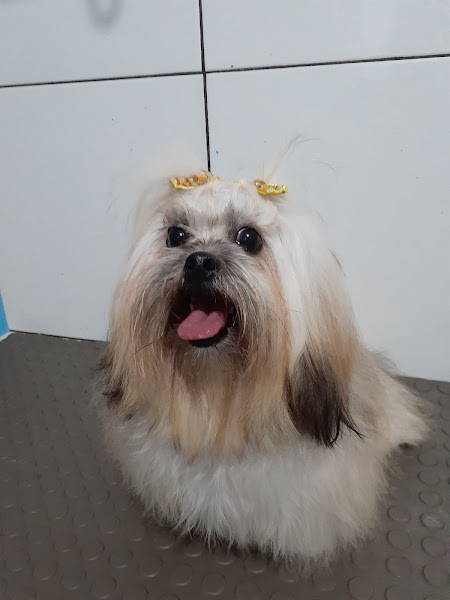 Foto 1 Beauty Dog Banho e Tosa