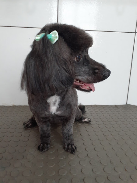 Foto 2 Beauty Dog Banho e Tosa