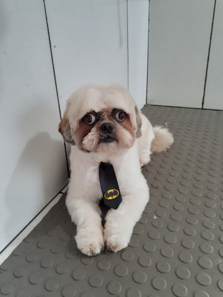 Foto 3 Beauty Dog Banho e Tosa