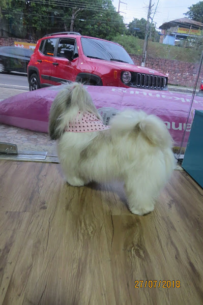 Foto 4 Estilo de Pet