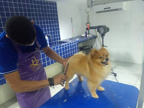 Foto 5 Estilo de Pet