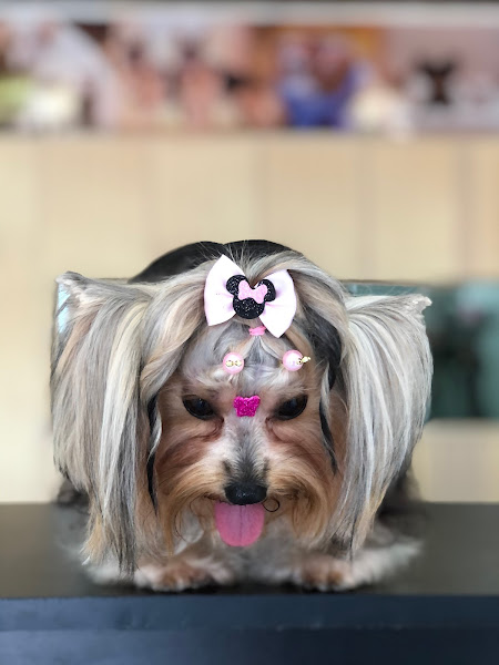 Cristal Pet Shop - Banho e tosa Cristal Pet Shop - Banho e tosa