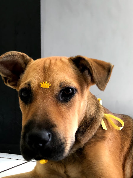 Foto 1 Cristal Pet Shop - Banho e tosa