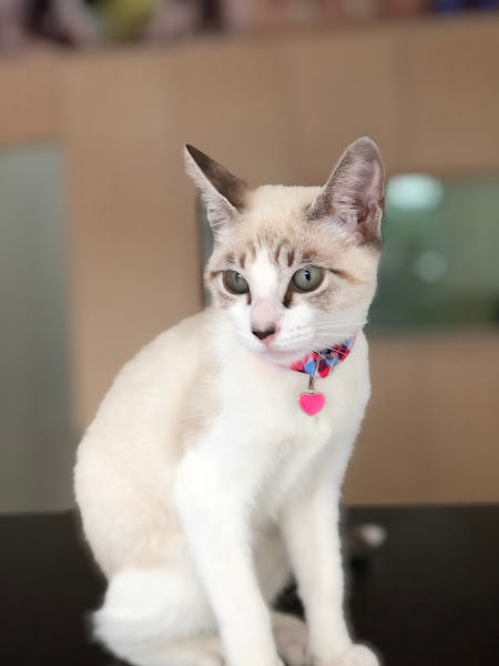 Foto 4 Cristal Pet Shop - Banho e tosa