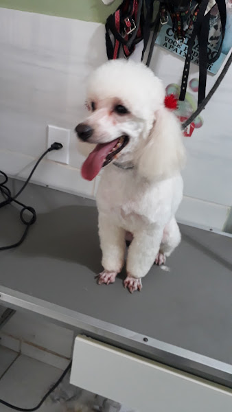 Foto 2 Tchan-Tchan Pet shop