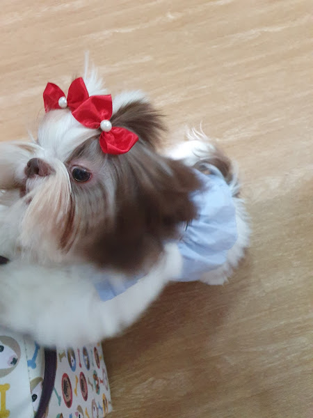 Foto 2 Pet Shop bicho capricho V8