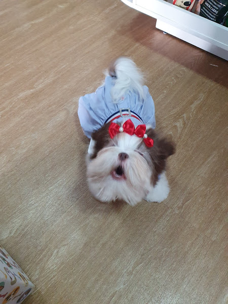 Foto 3 Pet Shop bicho capricho V8