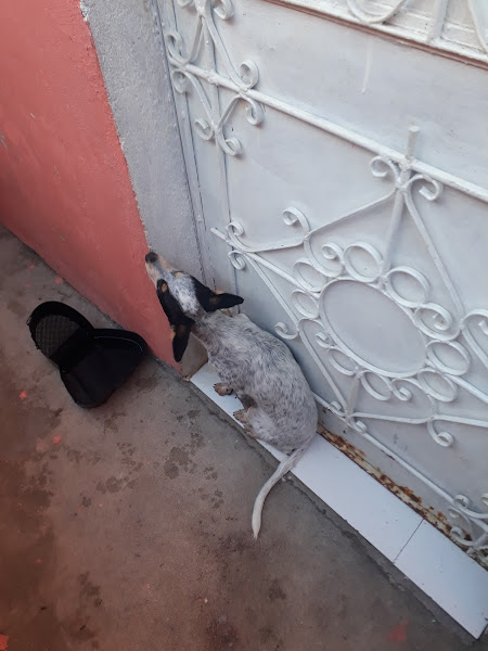 Foto 1 Santo Mascote Pet Shop