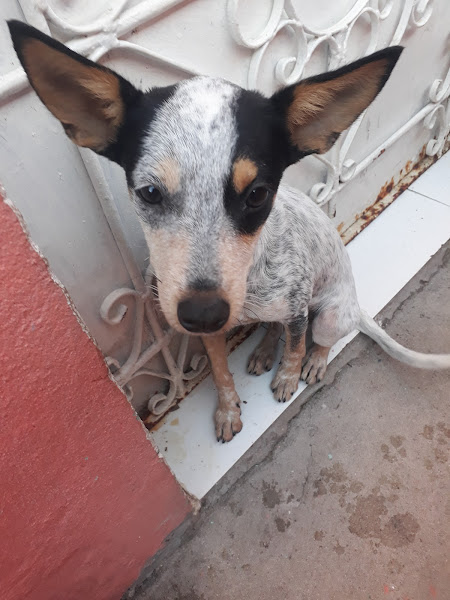 Foto 4 Santo Mascote Pet Shop