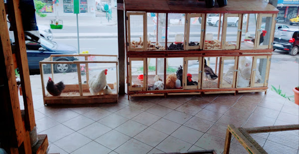 Foto 1 Pet Shop É o Bicho