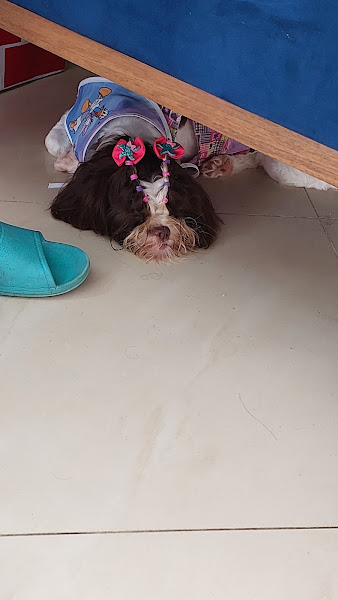 Foto 5 Pet filhos de patas