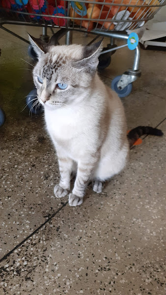 Clínica Veterinária Dog Show