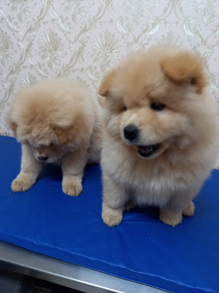 Foto 1 ChamaVet Pet Shop & Atendimento à Domicílio