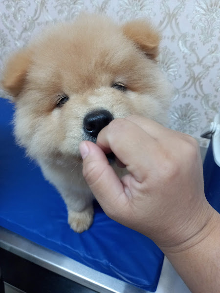 Foto 3 ChamaVet Pet Shop & Atendimento à Domicílio