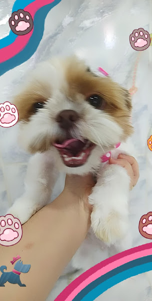 Pet Shop Bicho Legal Pet Shop Bicho Legal