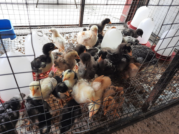 Foto 2 Zueira De Bicho Pet Shop