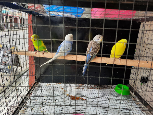 Foto 3 Zueira De Bicho Pet Shop