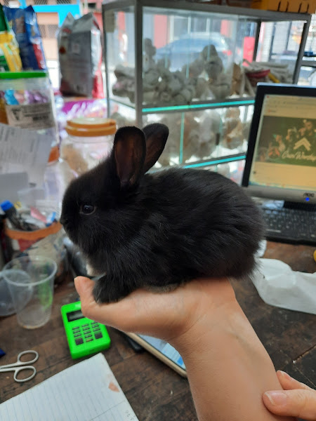 Foto 5 Zueira De Bicho Pet Shop Foto 5 Zueira De Bicho Pet Shop