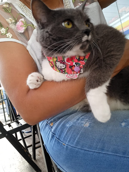 Foto 3 Balaio de Pelos - Pet Shop e Clínica Veterinária Balaio de Pelos