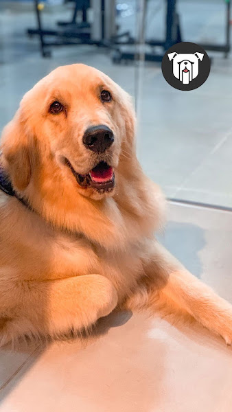 Foto 1 Bulbix Pet Store