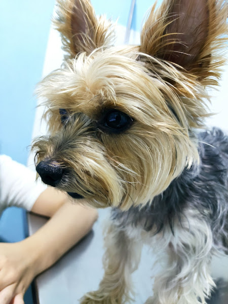 Foto 1 AngelPet Clínica Veterinária 24h