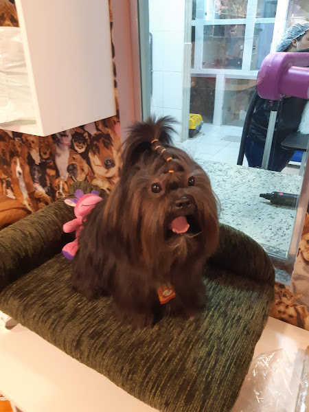 Foto 4 L’amour De Lulu Pet Shop