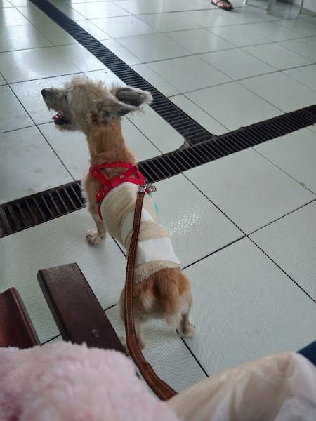 Foto 2 Centro Medico Veterinario de Manaus