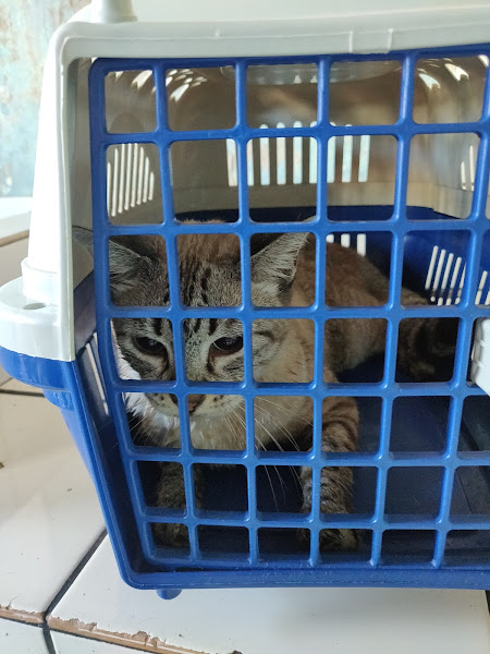 Foto 3 Centro Medico Veterinario de Manaus