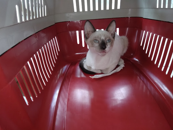 Foto 4 Centro Medico Veterinario de Manaus