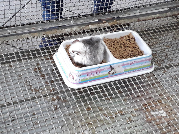 Foto 1 Clínica Veterinária Arca de Noé