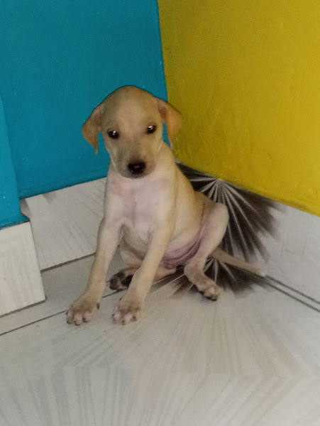 Foto 2 Clínica Veterinária Arca de Noé