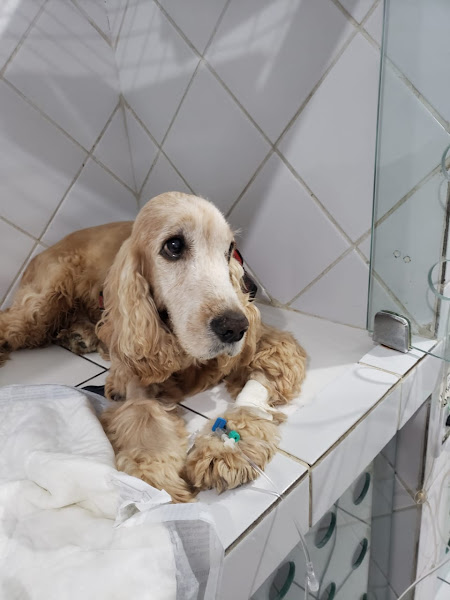 Foto 3 Faro Fino Clínica Veterinária