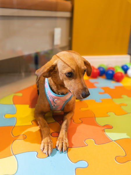 Foto 5 Pet Place - Unidade Mundi