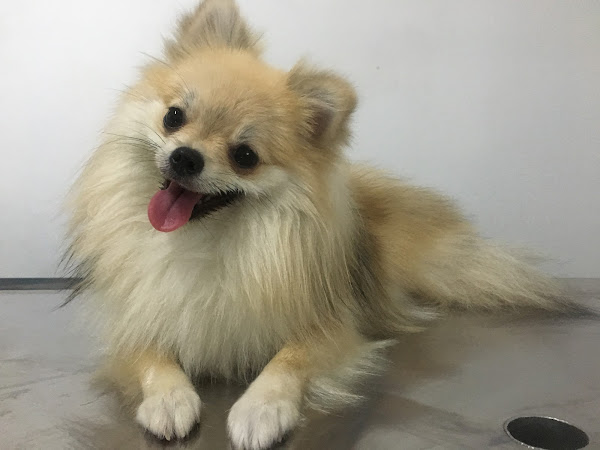 Pet Stop Animal Care | Unipet Manaus