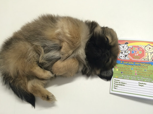 Foto 2 Pet Stop Animal Care | Unipet Manaus