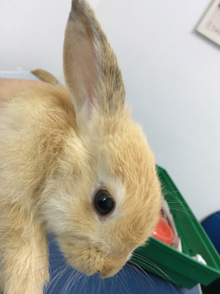 Foto 3 Pet Stop Animal Care | Unipet Manaus